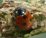Thumbnail 430435 B