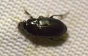 Thumbnail 430530 B