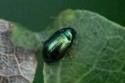 Thumbnail 430585 A