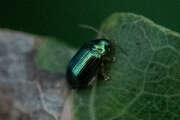 Thumbnail 430585 B