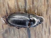 Thumbnail 430597 A