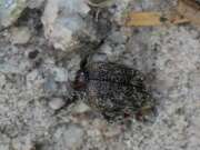 Thumbnail 430657 B
