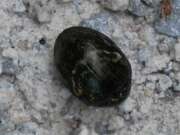 Thumbnail 430659 B
