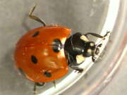 Thumbnail 430670 B