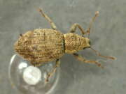 Thumbnail 430671 A