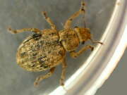 Thumbnail 430672 B