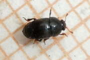 Thumbnail 430704 B