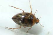 Thumbnail 430708 A
