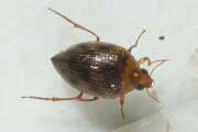 Thumbnail 430708 B
