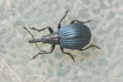 Thumbnail 430777 B