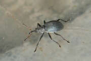 Thumbnail 430781 B