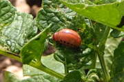 Thumbnail 430785 B