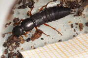 Thumbnail 430807 A