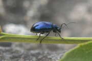 Thumbnail 430822 A