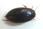 Thumbnail 430823 B