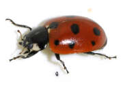 Thumbnail 430836 A