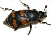 Thumbnail 430841 B