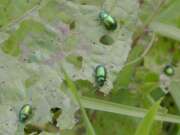 Thumbnail 430849 B