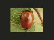 Thumbnail 430853 B