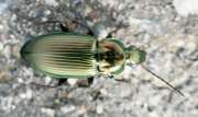 Thumbnail 430890 B