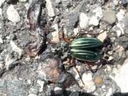 Thumbnail 430902 B