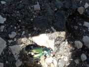 Thumbnail 430904 B