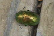 Thumbnail 430941 A