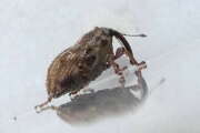 Thumbnail 430971 B