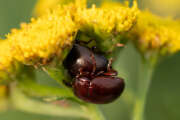 Thumbnail 430979 B