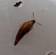 Thumbnail 431057 A