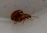 Thumbnail 431064 A