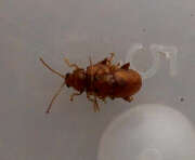 Thumbnail 431064 B