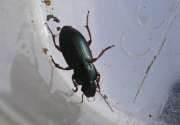 Thumbnail 431073 B