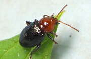 Thumbnail 431074 A