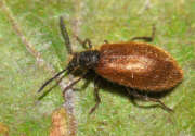 Thumbnail 431075 B