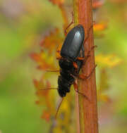 Thumbnail 431077 B