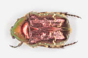 Thumbnail 431096 A