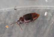 Thumbnail 431112 C
