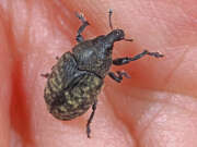 Thumbnail 431152 B