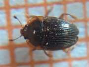 Thumbnail 431161 B