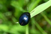 Thumbnail 431163 A