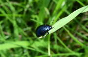Thumbnail 431163 B