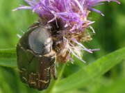 Thumbnail 431194 A