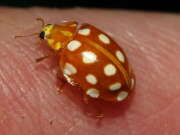 Thumbnail 431203 A
