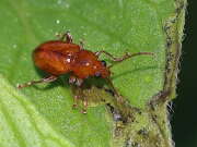 Thumbnail 431208 A