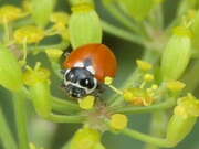 Thumbnail 431209 A