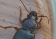 Thumbnail 431213 B