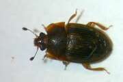Thumbnail 431239 B