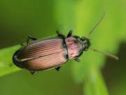Thumbnail 431296 B