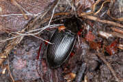 Thumbnail 431316 A